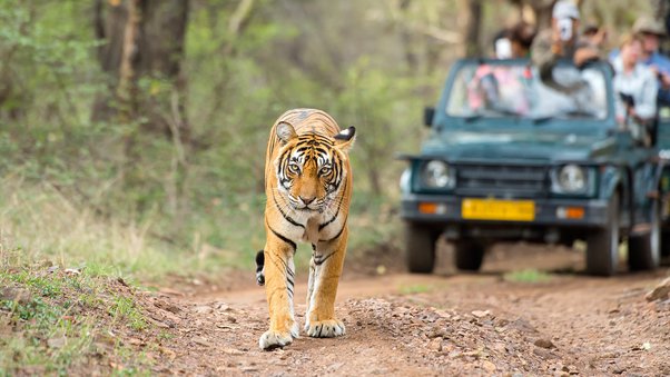 Corbett Exploration With 1 Night stay at Dhikala